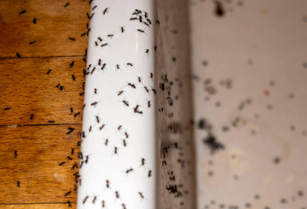Flea Control Services in Narberth, PA